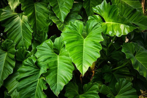 Feuille de caladium dans la forêt tropicale