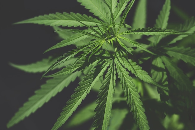 Feuille de cannabis, feuilles de marijuana, arbre de plante de cannabis poussant à la ferme, feuille de chanvre