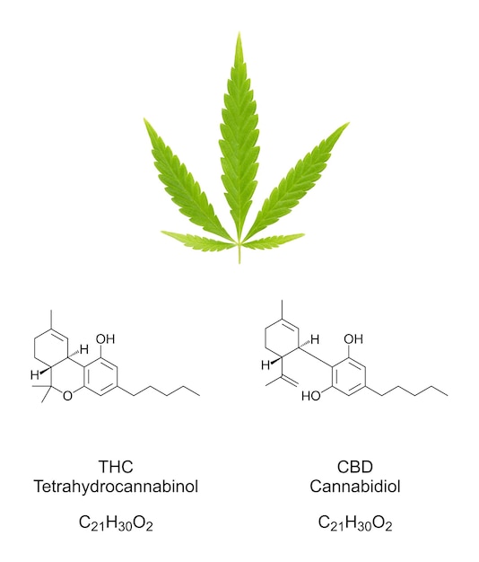 Feuille de cannabis avec formule chimique THC et CBD