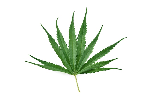 Feuille de cannabis indica frais isolé sur fond blanc