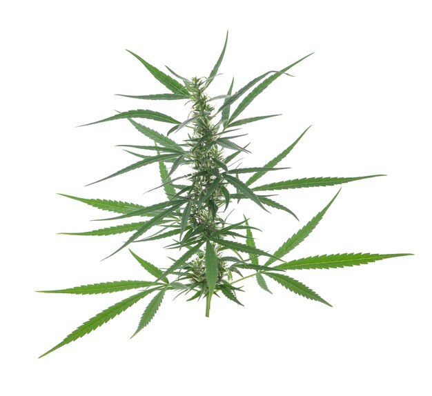 Feuille de cannabis isolé sur fond blanc