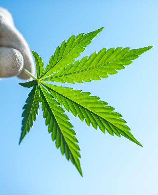 une feuille de cannabis à la main