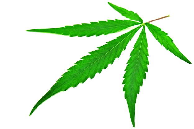 Feuille de cannabis marijuana sur fond blanc