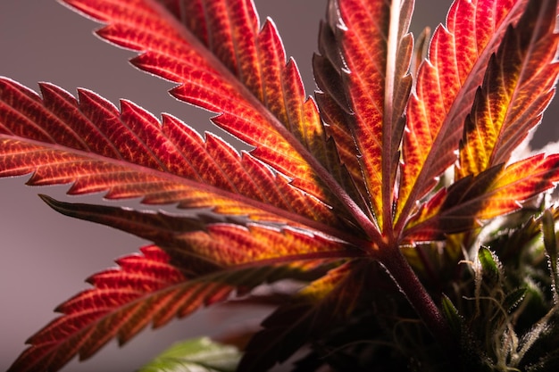 Feuille de cannabis de plante de croissance de marijuana