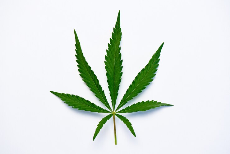 Photo feuille de cannabis unique sur un espace blanc.