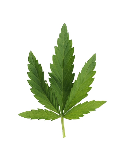 Feuille de cannabis vert foncé isolée sur fond blanc.