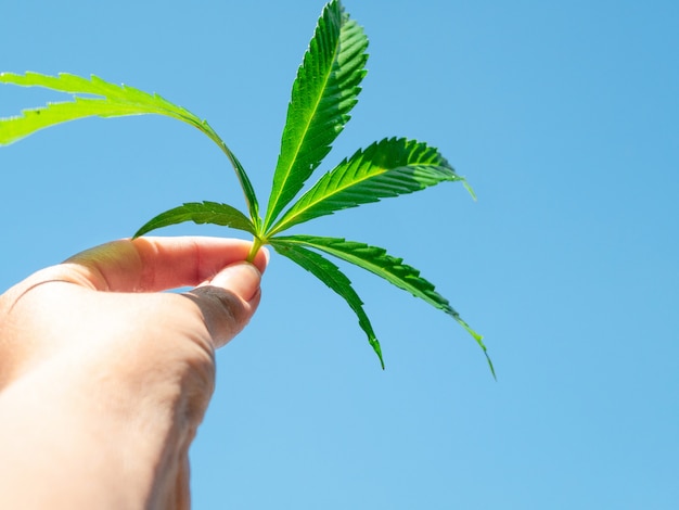 Feuille de cannabis vert à la main contre le ciel bleu clair.