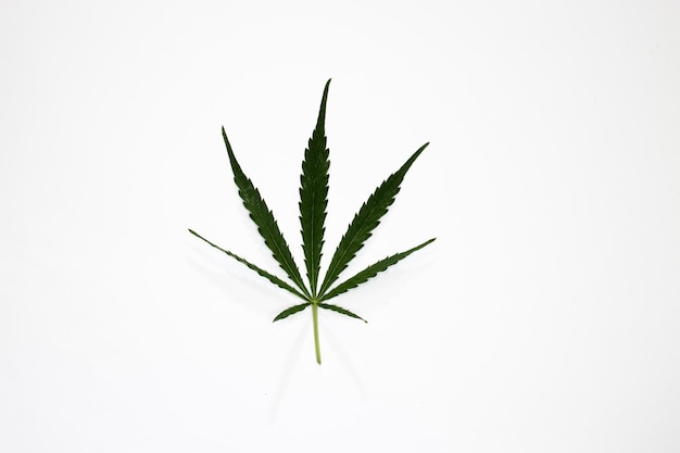 Feuille de cannabis verte isolée sur fond blanc Feuille de chanvre comme symbole du cannabis médical Weed en couche plate