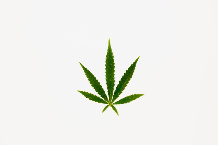 Photo feuille de cannabis verte