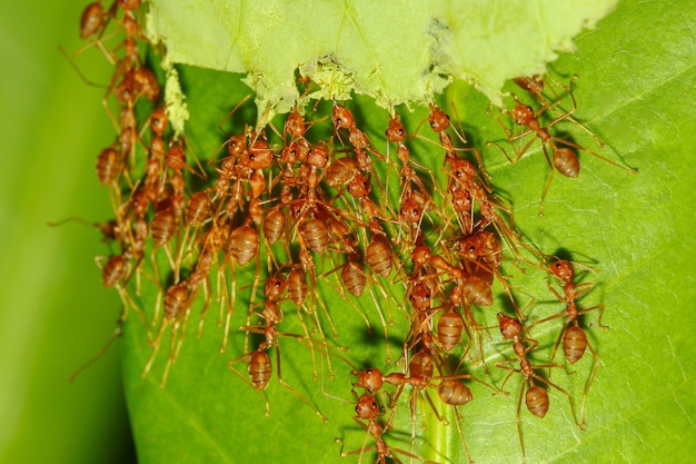 La feuille de capture de fourmi rouge de groupe est la faune animale d'insecte pour construire le nid de nature
