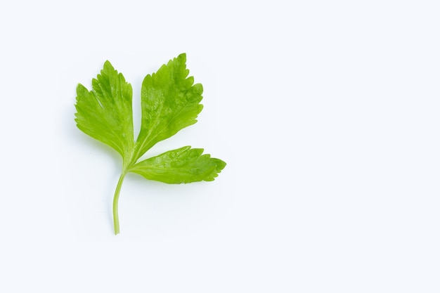 Feuille de céleri chinois sur une surface blanche.