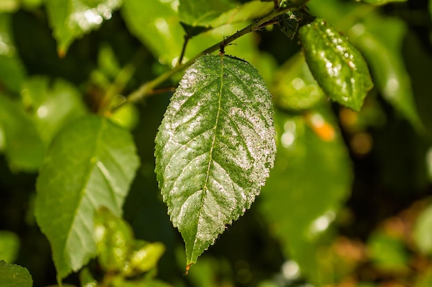 Feuille de cerisier affectée par la maladie des tiques