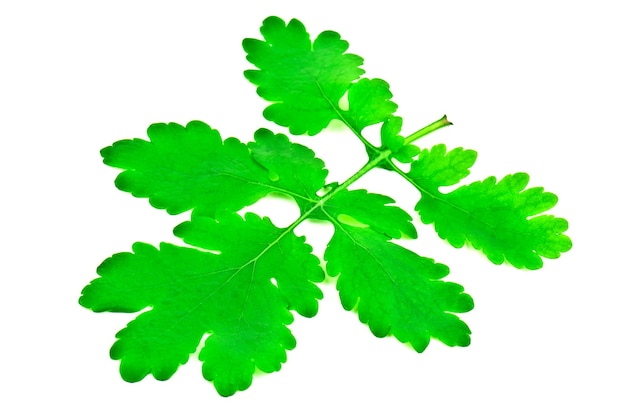 Feuille de chélidoine verte sur fond blanc