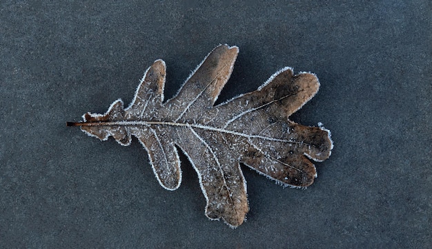 Feuille de chêne de l'année dernière avec des cristaux de glace sur un fond de dalle grise