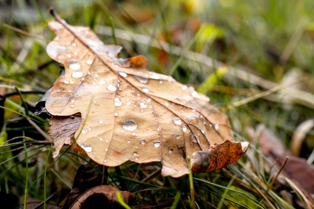 Feuille de chêne d'automne brune avec des gouttes de pluie au sol
