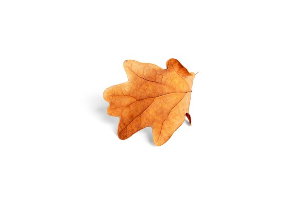 Feuille de chêne automne isolé sur fond blanc. photo de haute qualité