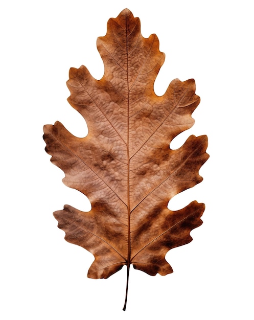 Feuille de chêne d'automne isolée sur fond blanc