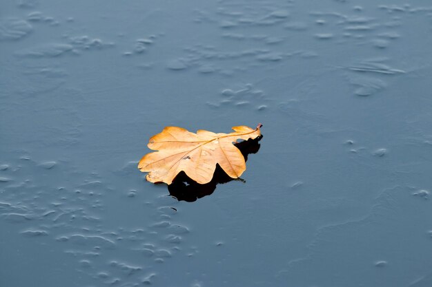 La feuille de chêne brune sèche se trouve sur la glace, les feuilles d'automne tombées