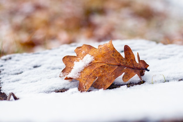 Feuille de chêne couverte de neige sur une souche couverte de neige, vue d'hiver