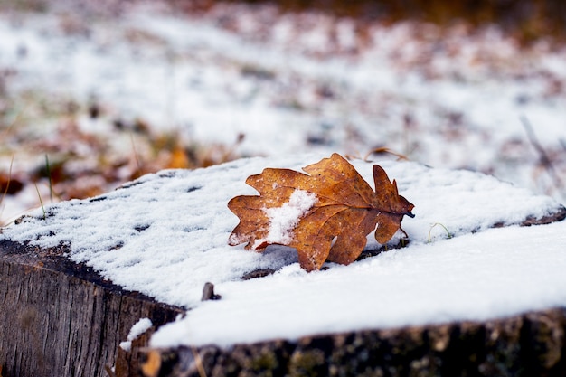 Feuille de chêne couverte de neige sur une souche couverte de neige, vue d'hiver