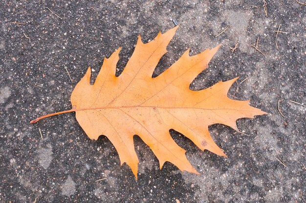 feuille de chêne jaune tombée sur l'asphalte mouillé