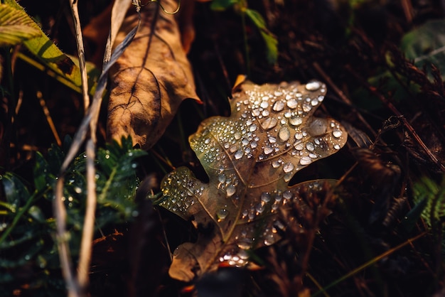 Feuille de chêne tombée avec des gouttes sur la surface après la pluie