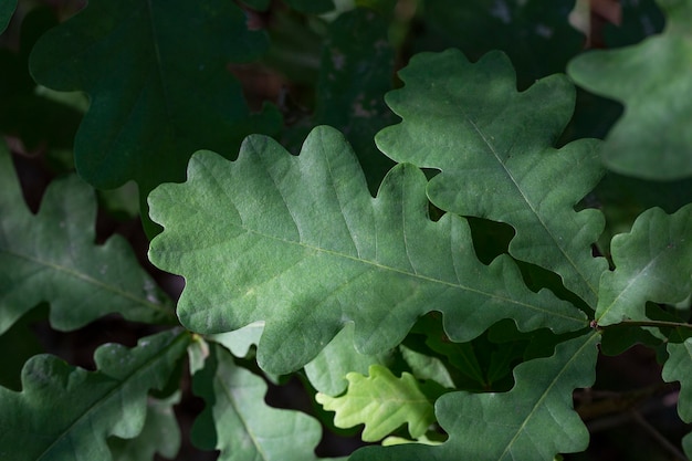 Feuille de chêne vert sur une branche d'arbre un jour d'été