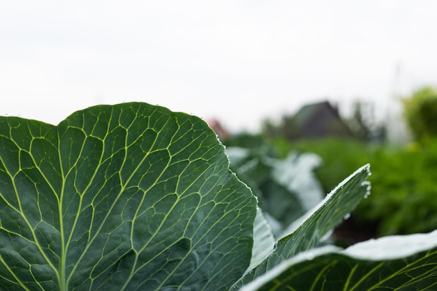 Photo feuille de chou sur le lumen garden été