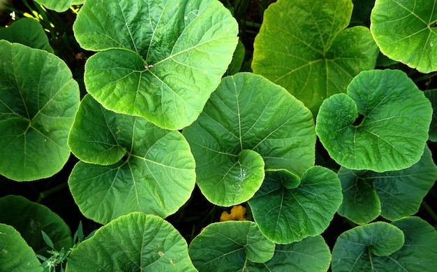 feuille de citrouille verte dans un jardin