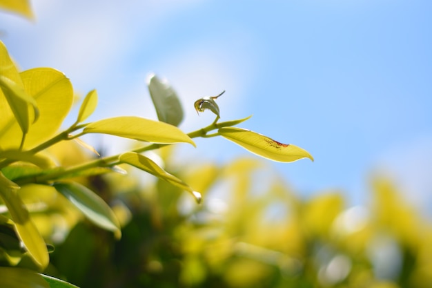 feuille closeup avec fond de ciel bleu