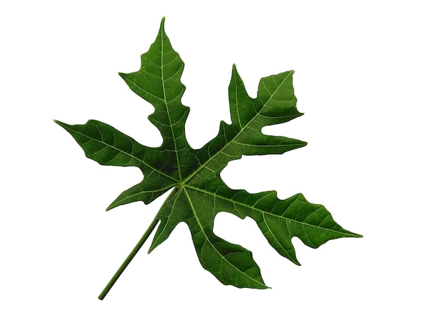 Feuille de Cnidoscolus aconitifolius isolé sur fond blanc