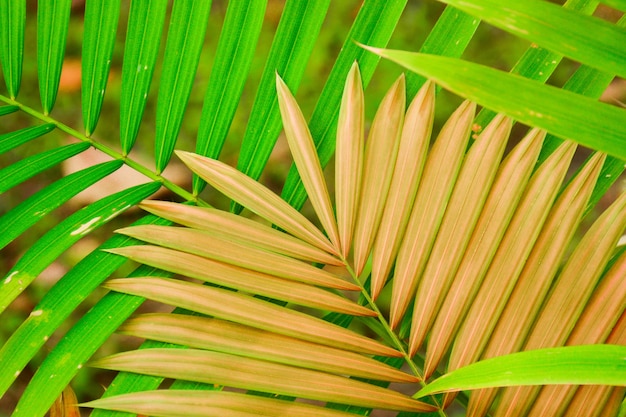 Feuille de coco de palme