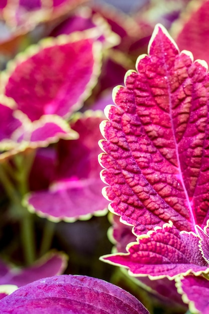 Feuille de Coleus avec mise au point sélective dans le jardin