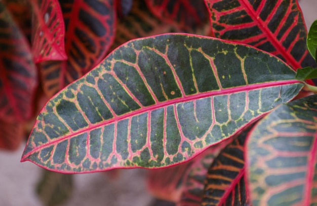 Une feuille colorée avec des veines rouges et vertes est représentée.