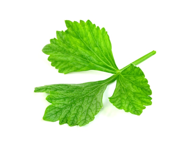 feuille de coriandre ou de cilantre isolée sur fond blanc motif de feuilles vertes