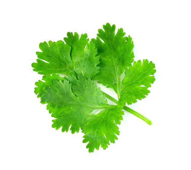 Photo feuille de coriandre ou de cilantre isolée sur fond blanc motif de feuilles vertes