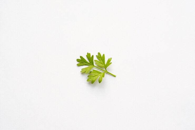 Feuille de coriandre sur fond blanc