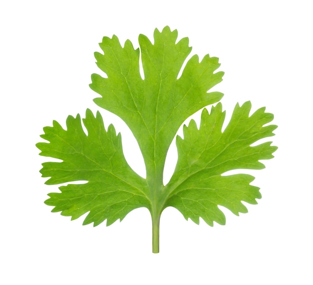 Feuille de coriandre verte fraîche isolé sur fond blanc