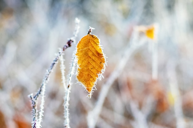 Feuille couverte de givre sur un arbre avec