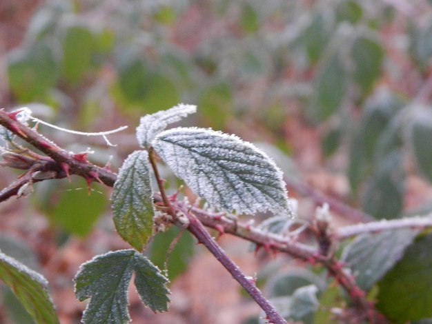 Une feuille couverte de givre est recouverte de glace.