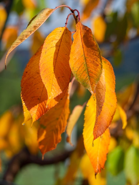 Feuille de dégradé jaune automne du gros plan de cerisier