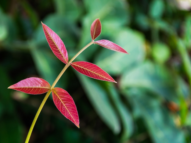 Photo la feuille du nouveau-né