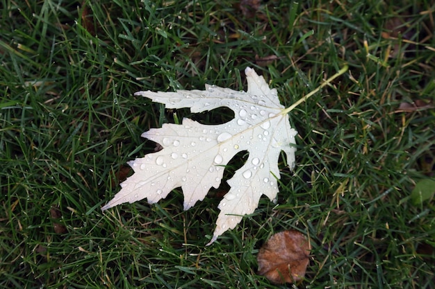 La feuille avec de l'eau tombe après la pluie sur l'herbe verte