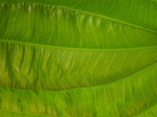 La feuille d'Echinodorus cordifolius en gros plan pour le fond