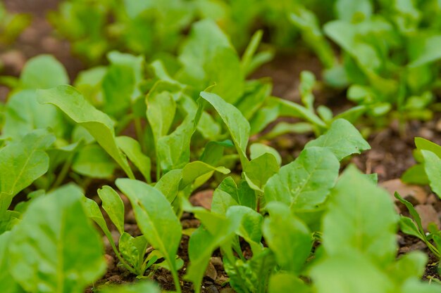 Feuille d'épinards au domaine de l'agriculture.