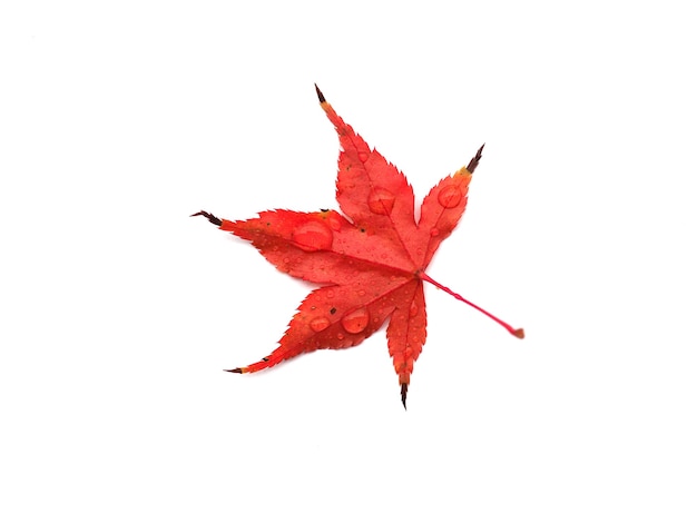 Feuille d'érable acer