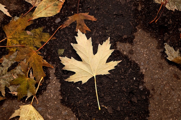 Feuille d'érable d'automne sur l'asphalte humide