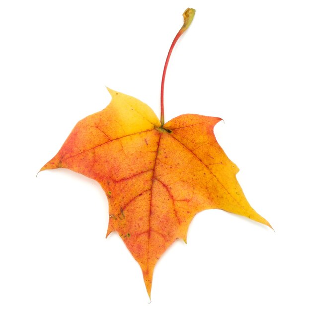 Feuille d'érable automne coloré isolé sur blanc