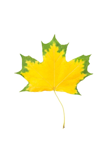 Feuille d'érable automne isolé sur fond blanc. Feuille d'érable jaune avec bords verts comme élément décoratif design