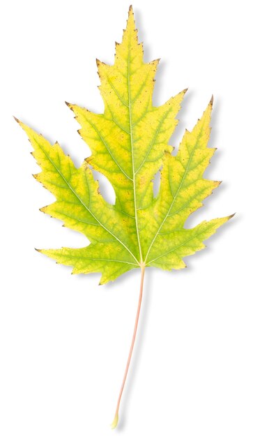 Feuille d'érable d'automne isolé sur fond blanc